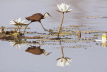 African Jacana & Water Lillies