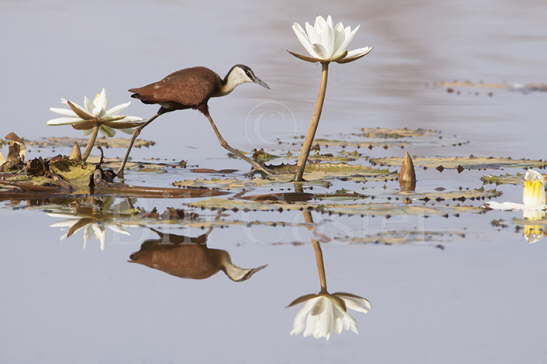 African Jacana & Water Lillies