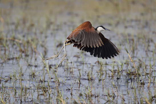 African Jacana