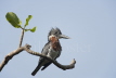 Giant Kingfisher