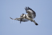 Pied Kingfisher