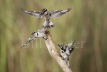 Pied Kingfisher