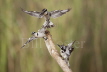 Pied Kingfisher dispute