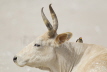 Yellow-billed Oxpecker