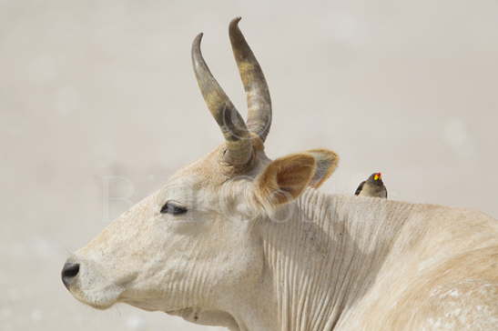 Yellow-billed Oxpecker