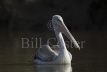 Pink-backed Pelican