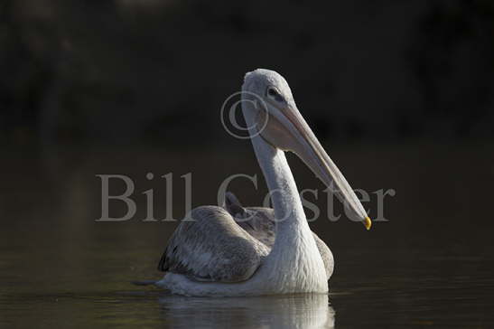 Pink-backed Pelican