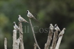 Namaqua Doves