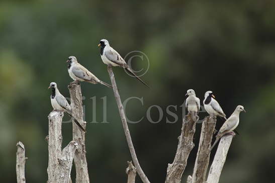Namaqua Dove