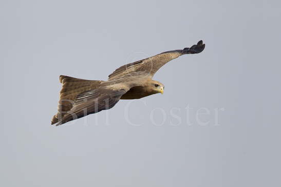 Black Kite