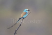 Abyssinian Roller