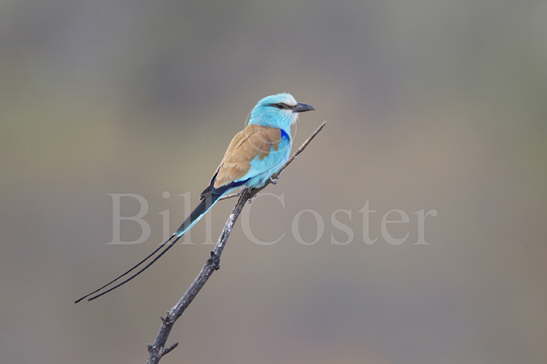 Abyssinian Roller