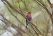 Broad-billed Roller