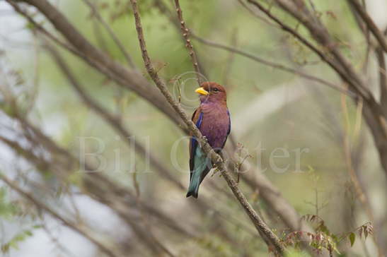 Broad-billed Roller 