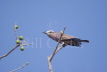 Purple Roller 