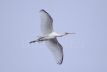 African Spoonbill