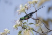 Beautiful Sunbird