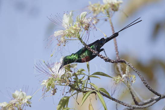 Beautiful Sunbird