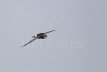 Little Swift