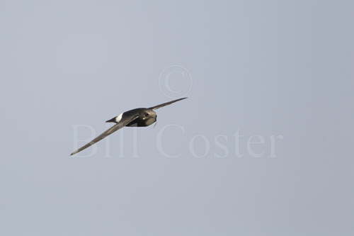Little Swift with nesting material