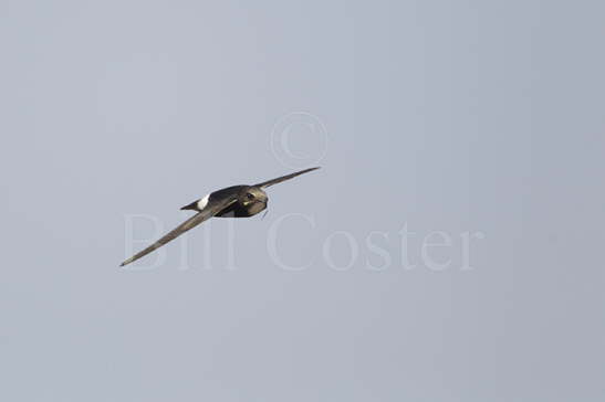 Little Swift with nesting material