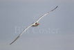 Caspian Tern