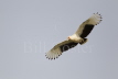 Palm-nut Vulture