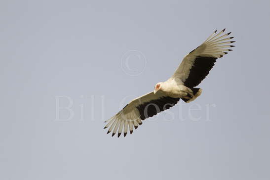 Palm-nut Vulture