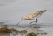 Bar-tailed Godwit winter