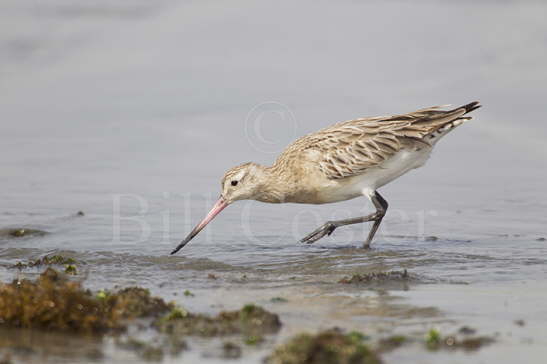 Bar-tailed Godwit winter