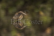 Painted Snipe male