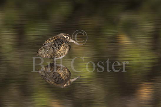 Painted Snipe male