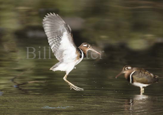 Greater Painted-snipe female