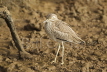 Senegal Thick-knee