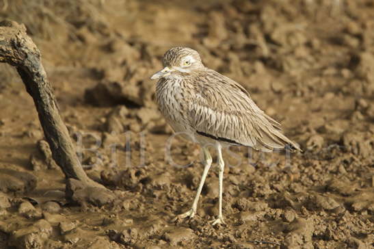 Senegal Thick-knee