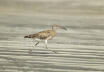 Whimbrel