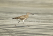 Whimbrel running on beach