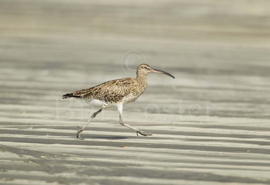 Whimbrel