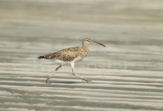 Whimbrel running on beach