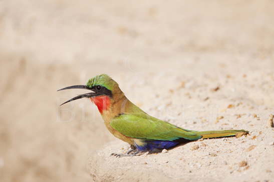 Red-throated Bee-eater