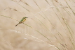 Little Bee-eater