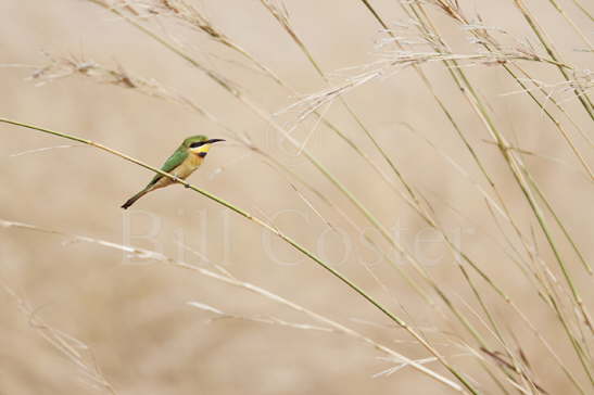 Little Bee-eater