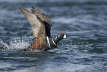 Harlequin Duck taking off