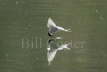 Arctic Tern catching flies