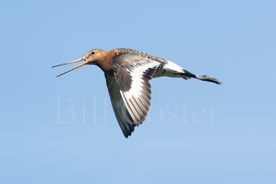 Black-tailed Godwit