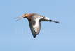 Black-tailed Godwit calling in flight