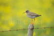 Redshank and Flower Meadow