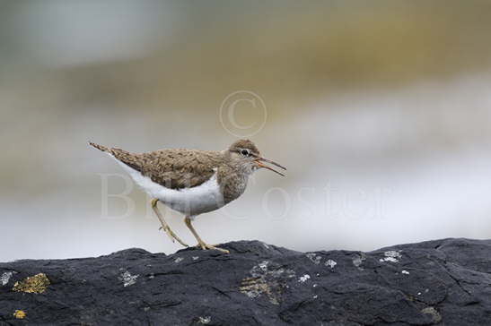 Common Sandpiper Calling