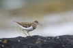 Common Sandpiper Calling