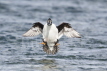 Long-tailed Duck landing